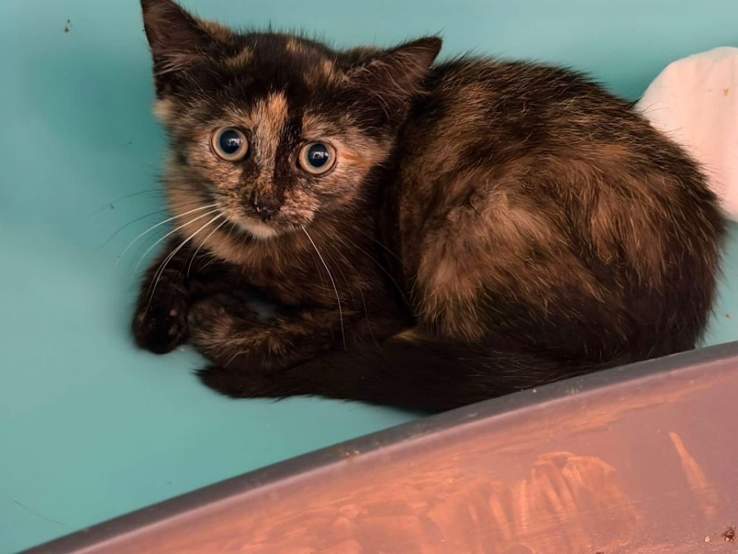 Crush - Chat Européen à adopter