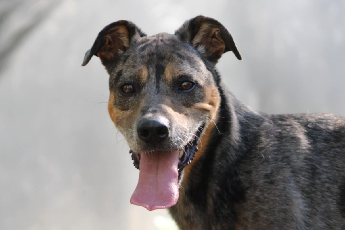 Bostyk - Chien à adopter