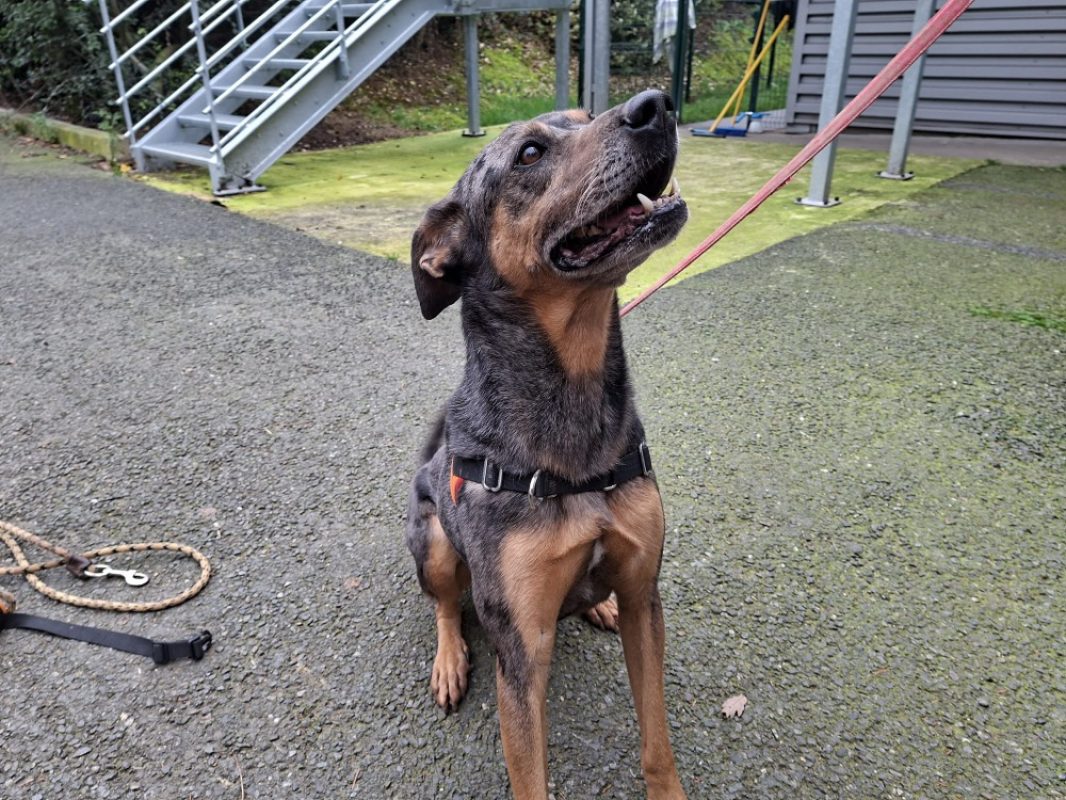 Bostyk - Chien à adopter - photo 2