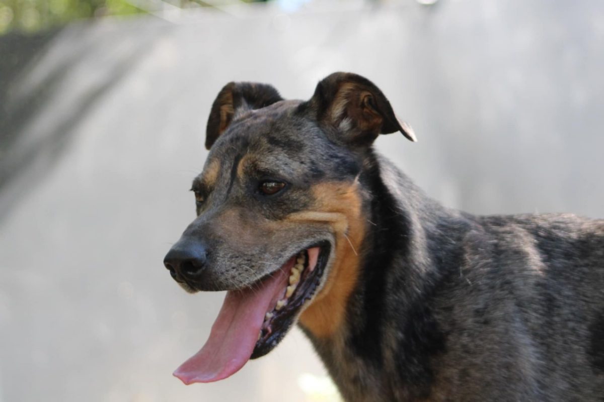 Bostyk - Chien à adopter - photo 3