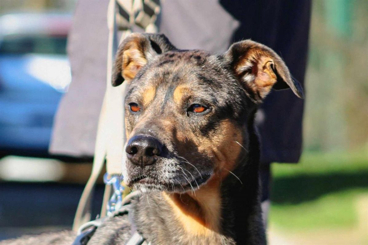 Bostyk - Chien à adopter - photo 4