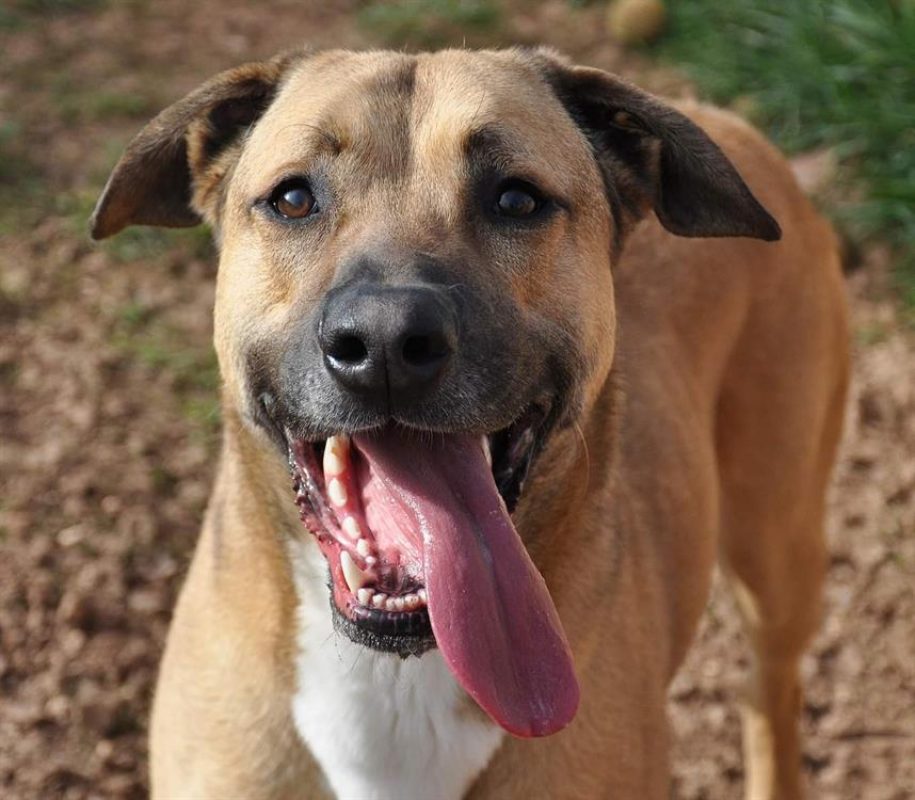Dédé - Chien Berger Belge Malinois à adopter