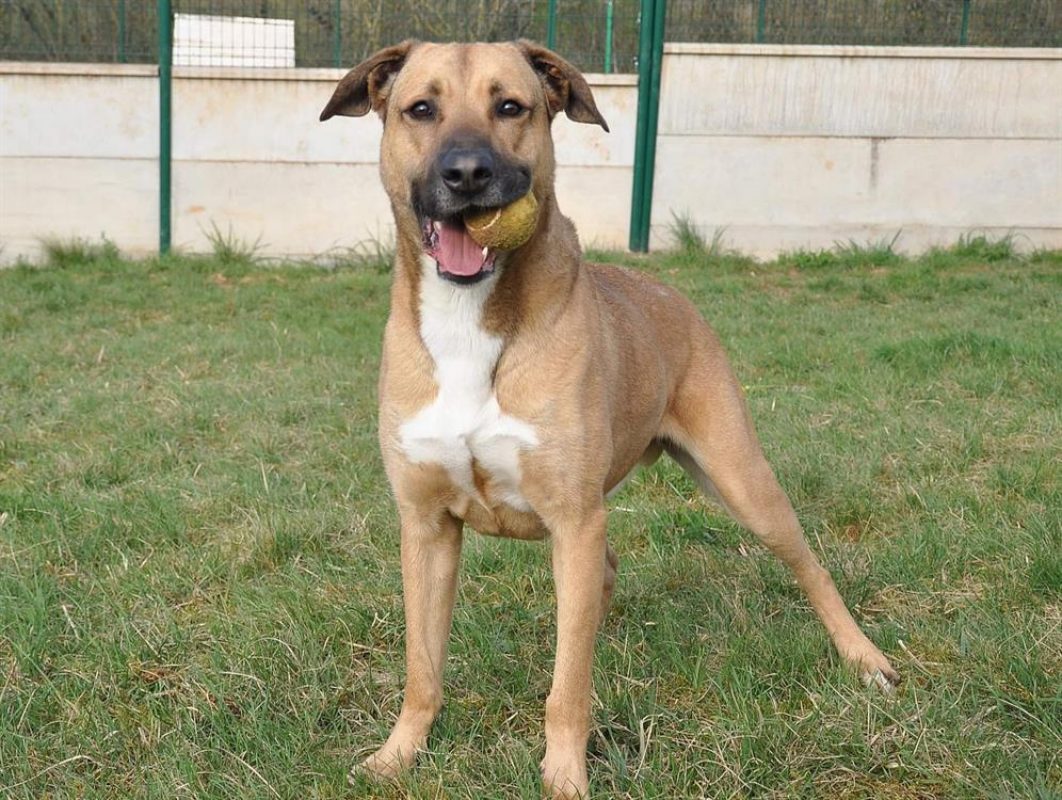 Dédé - Chien Berger Belge Malinois à adopter - photo 2