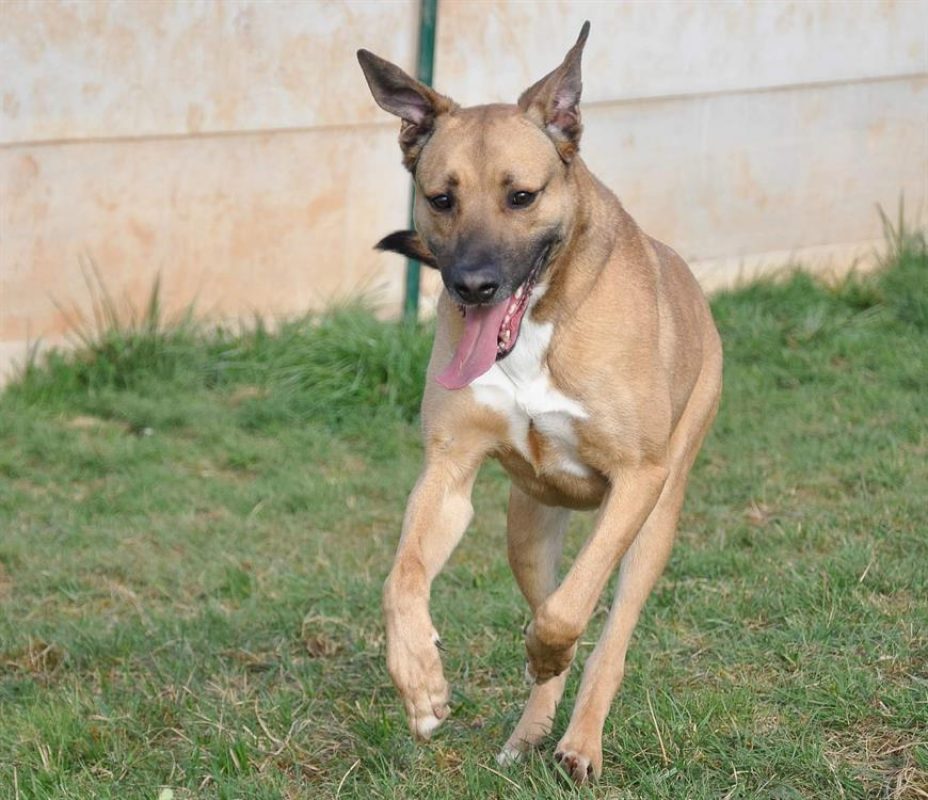 Dédé - Chien Berger Belge Malinois à adopter - photo 3
