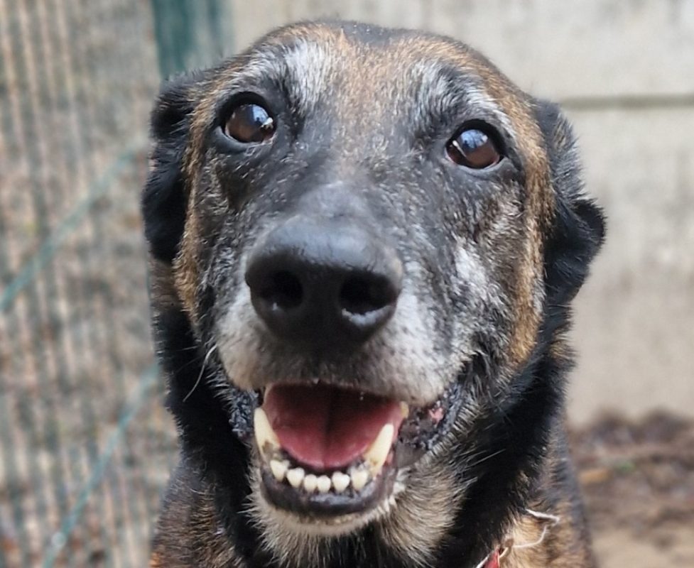 Oumea - Chien Berger Belge Malinois à adopter