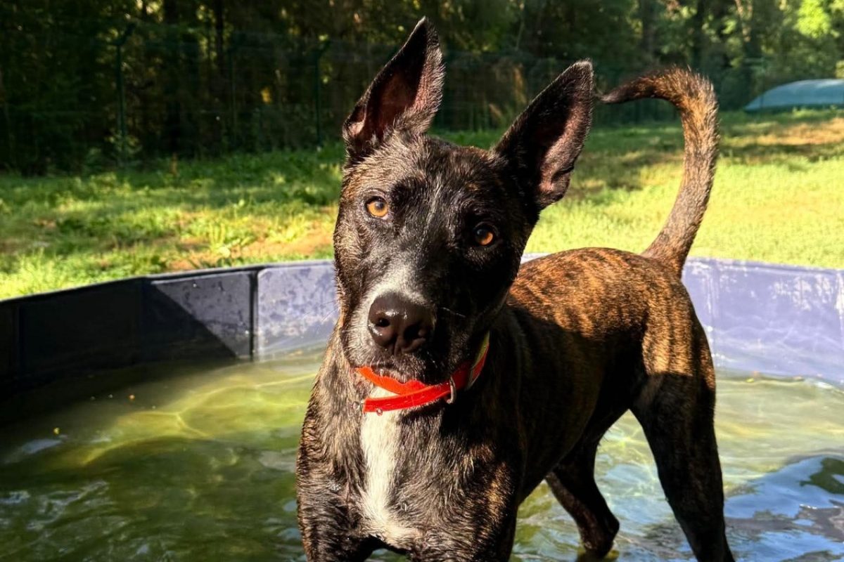 Horace - Chien à adopter