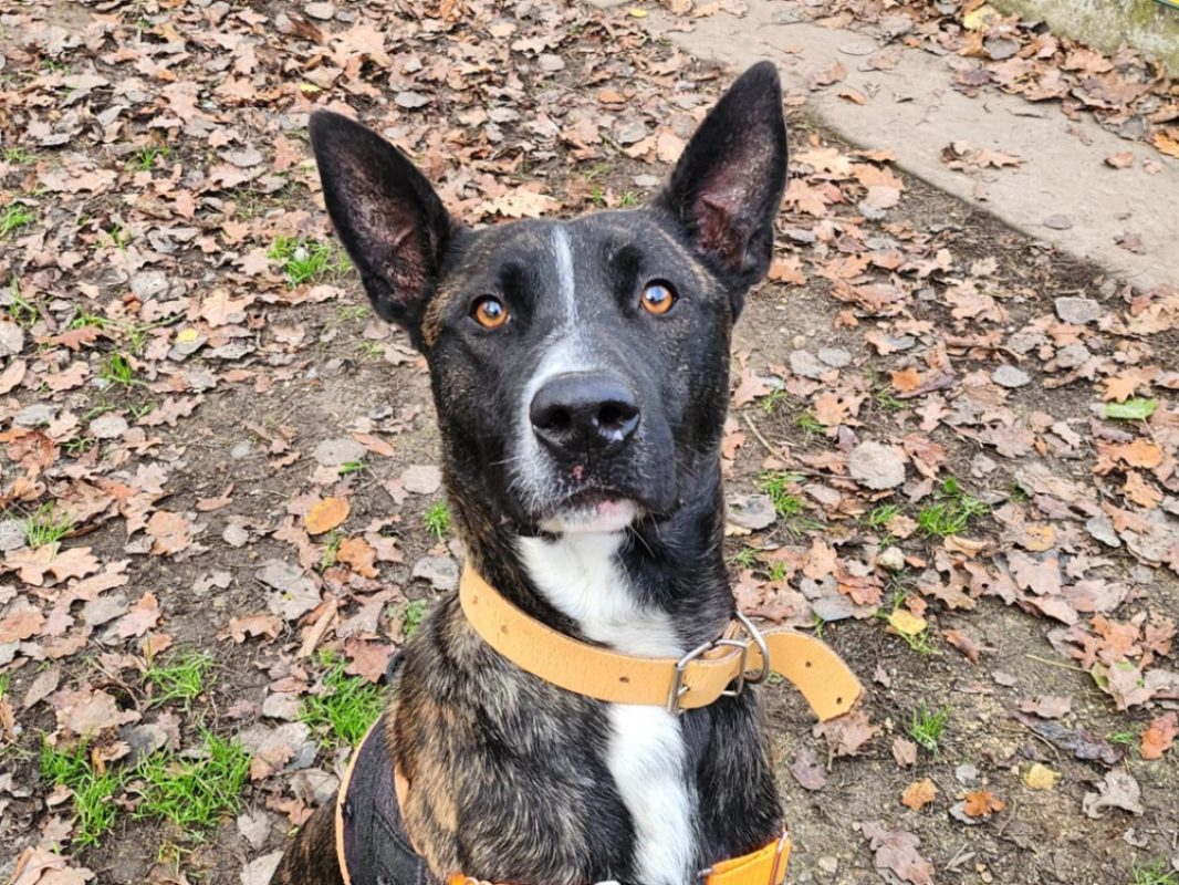 Horace - Chien à adopter - photo 2