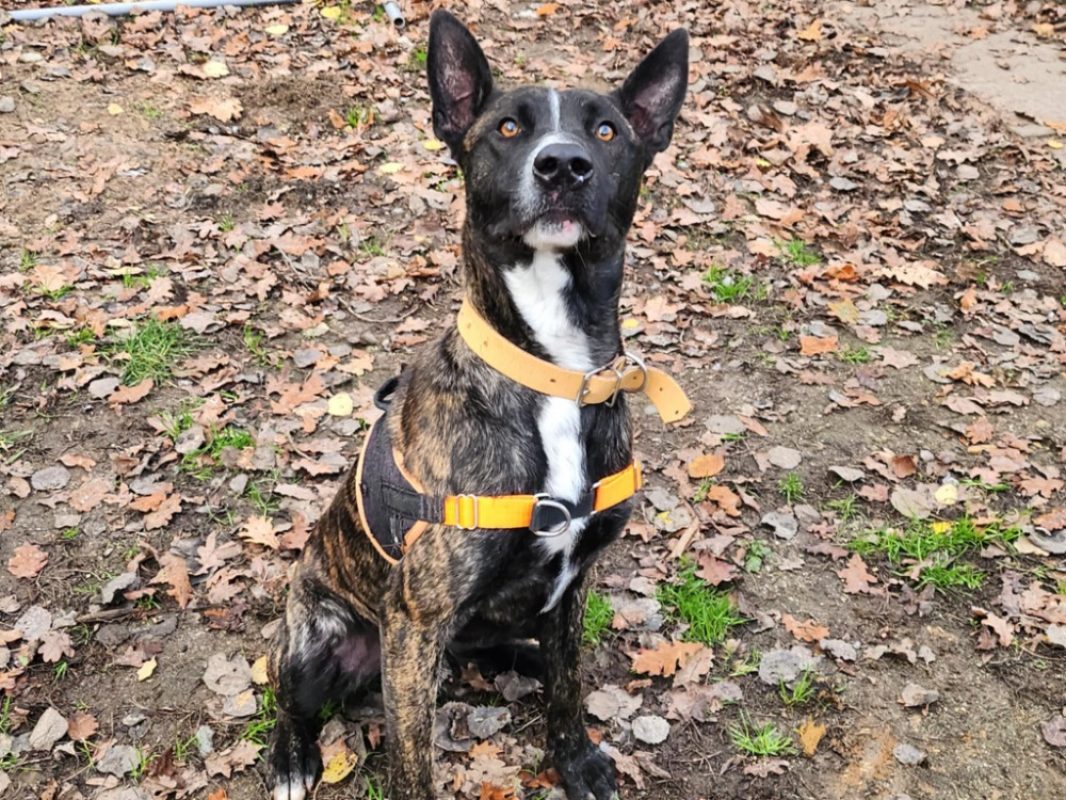 Horace - Chien à adopter - photo 4