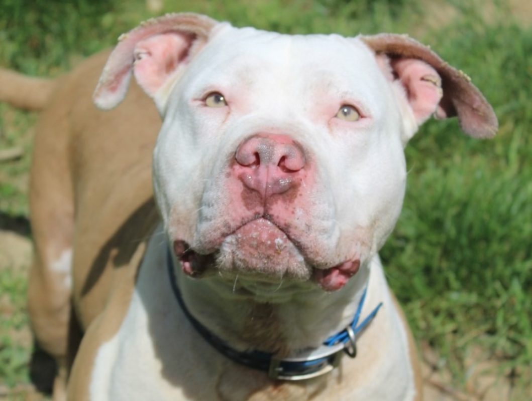 Raïka - Chien American Bully à adopter