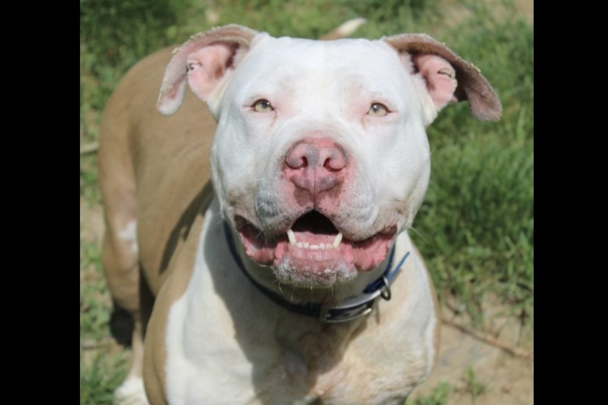 Raïka - Chien American Bully à adopter - photo 2