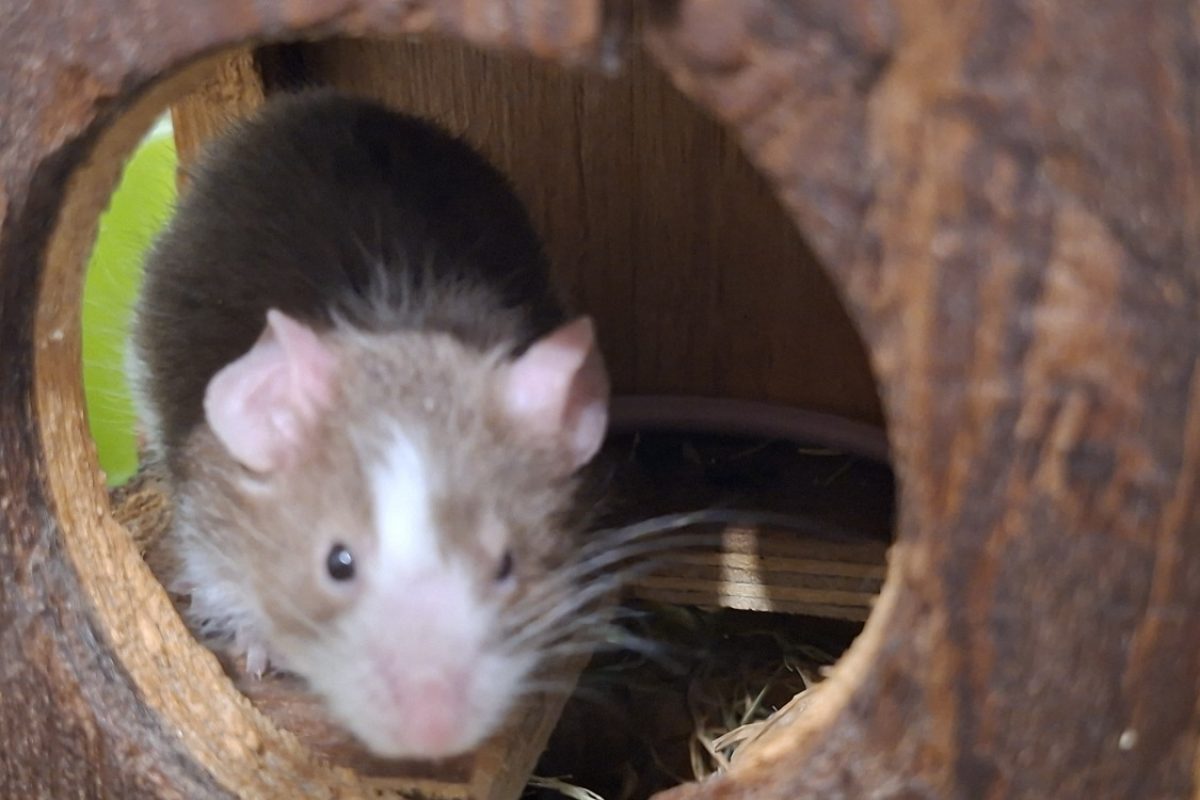 Bazar - Rongeur Souris à adopter