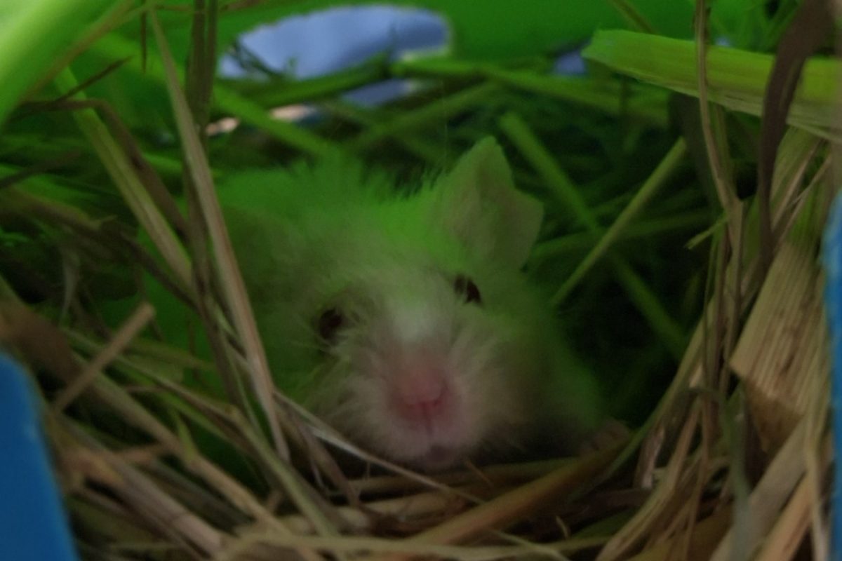 Baboom - Rongeur Souris à adopter