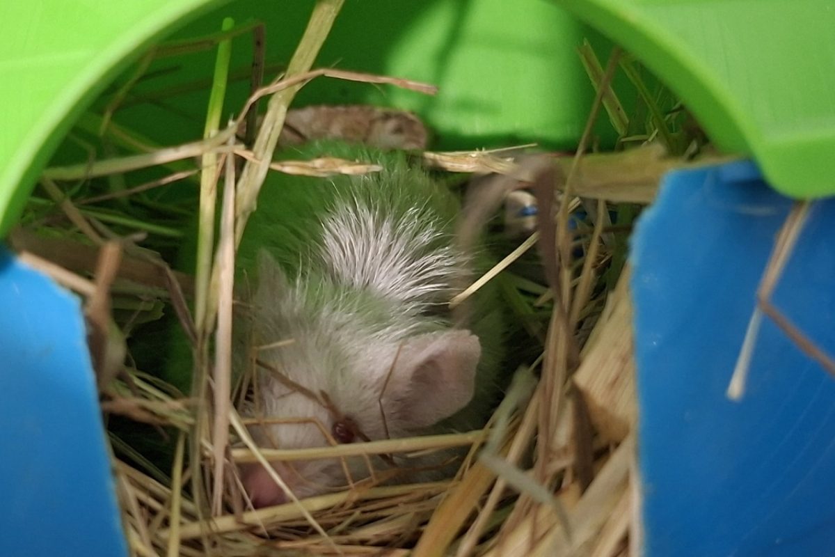 Baboom - Rongeur Souris à adopter - photo 2