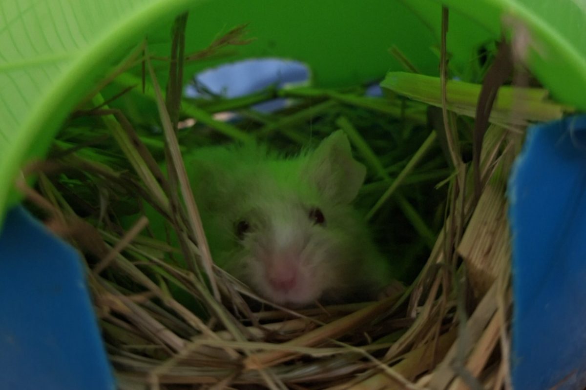Baboom - Rongeur Souris à adopter - photo 3