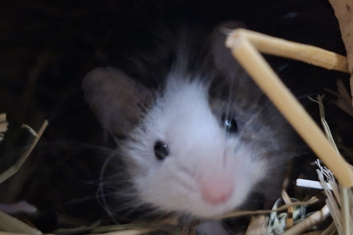 Barnabé - Rongeur Souris à adopter