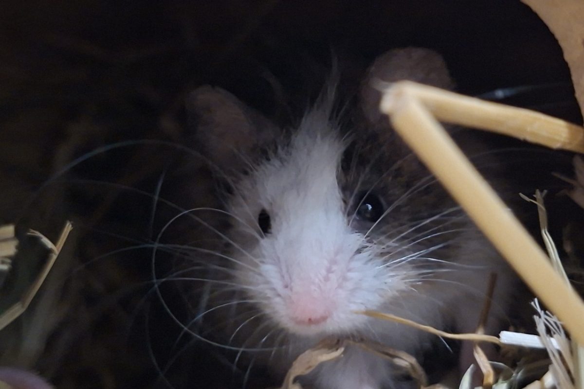 Barnabé - Rongeur Souris à adopter - photo 2