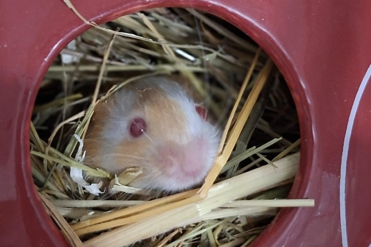 Brandy - Rongeur Souris à adopter