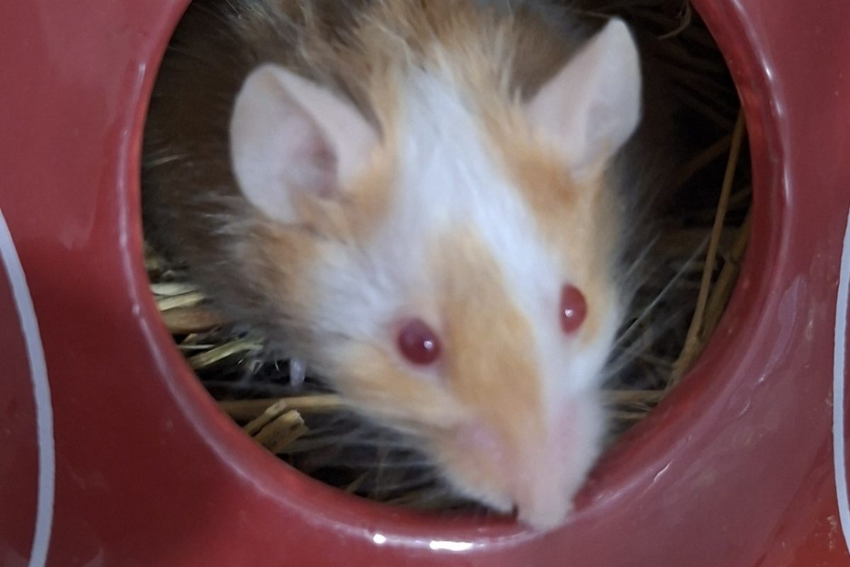 Brandy - Rongeur Souris à adopter - photo 2