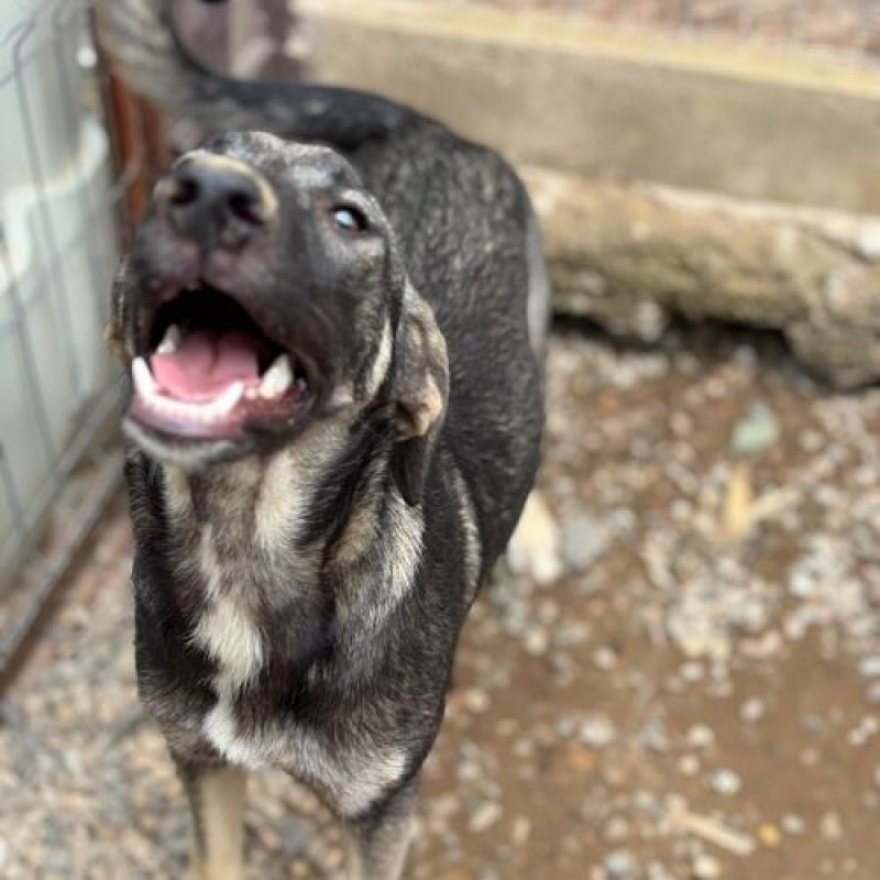 SISTA - Chien à adopter - photo 6