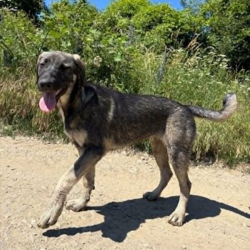 SISTA - Chien à adopter - photo 4