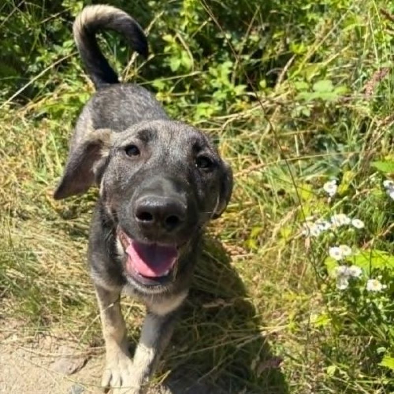 SISTA - Chien à adopter - photo 7