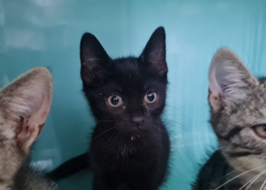 Lynx a trouve sa famille - Chat Européen à adopter