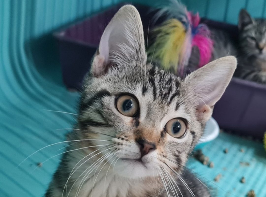 Mango a trouve sa famille - Chat Européen à adopter