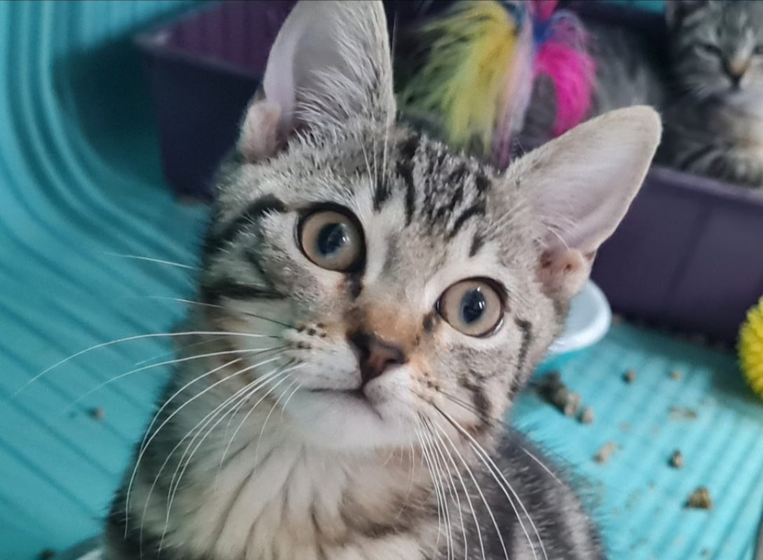 Mango a trouve sa famille - Chat Européen à adopter - photo 2