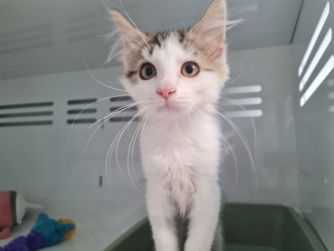 Sacha trouve sa famille - Chat Européen à adopter