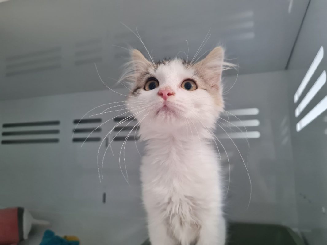 Sacha trouve sa famille - Chat Européen à adopter - photo 2