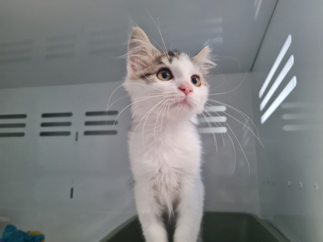 Sacha trouve sa famille - Chat Européen à adopter - photo 3