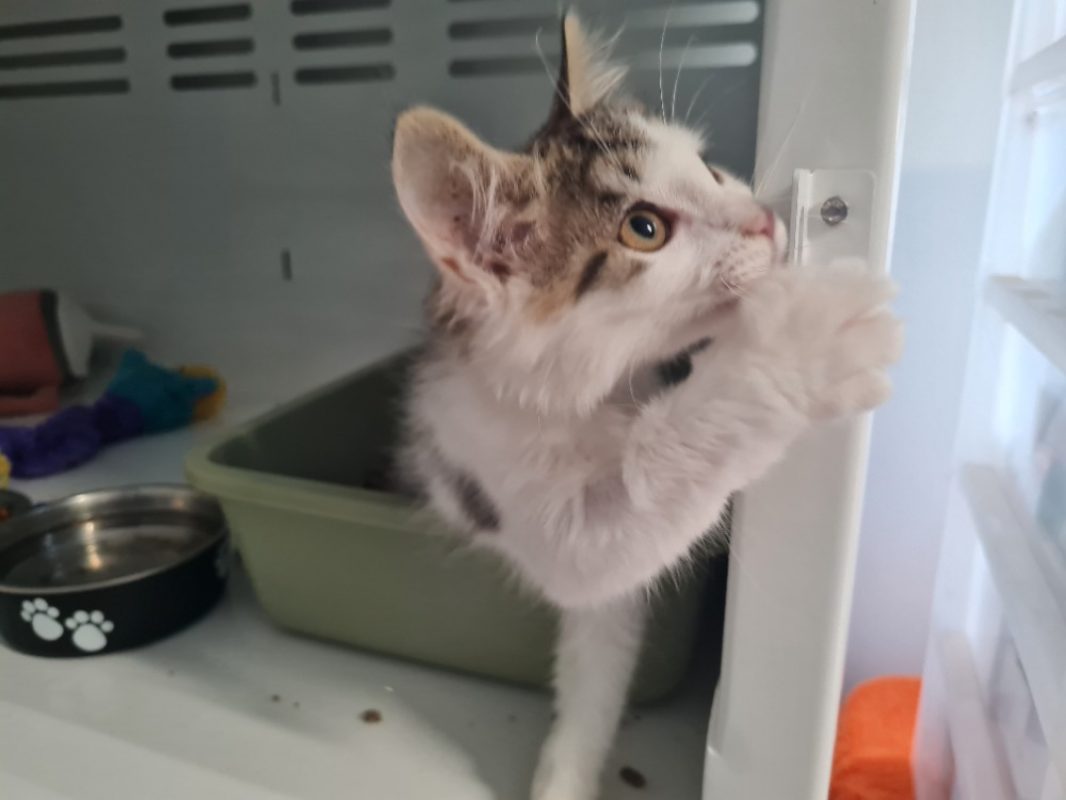 Sacha trouve sa famille - Chat Européen à adopter - photo 4