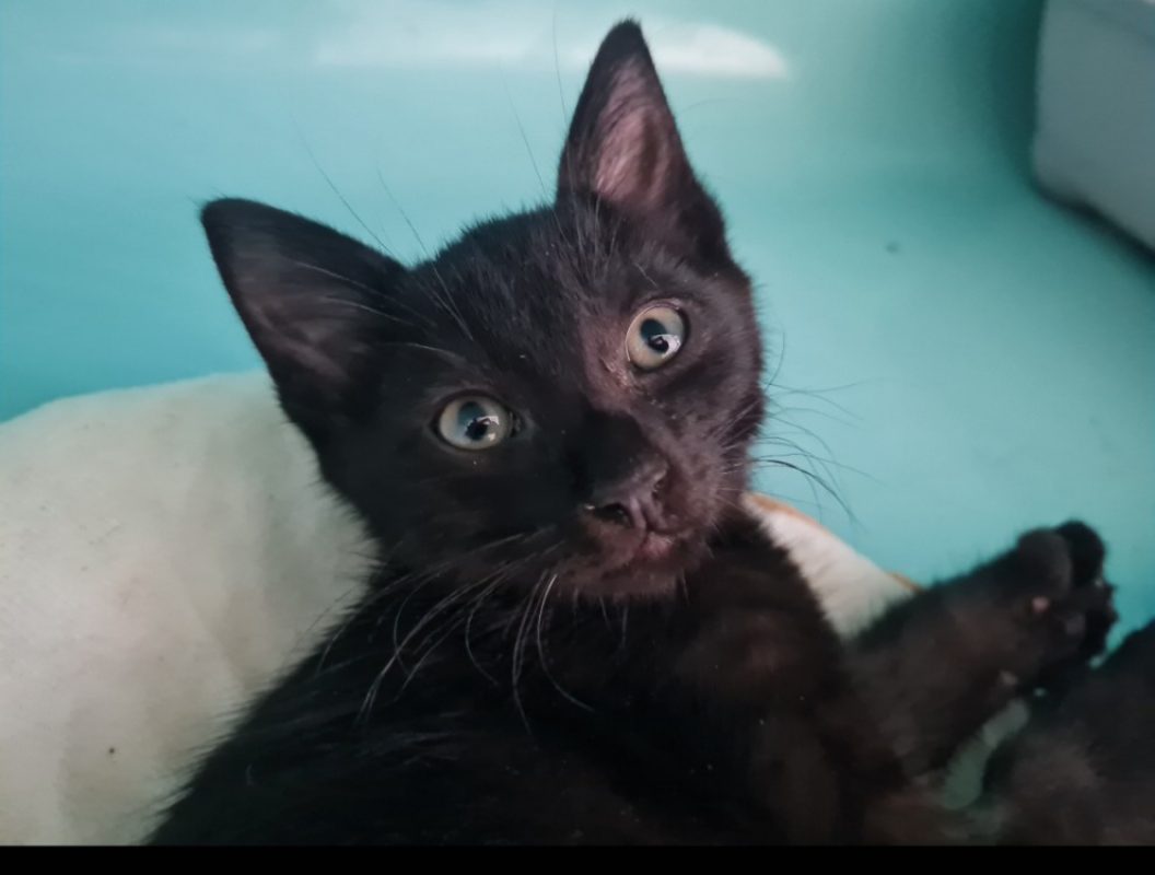 Alaric - Chat Européen à adopter