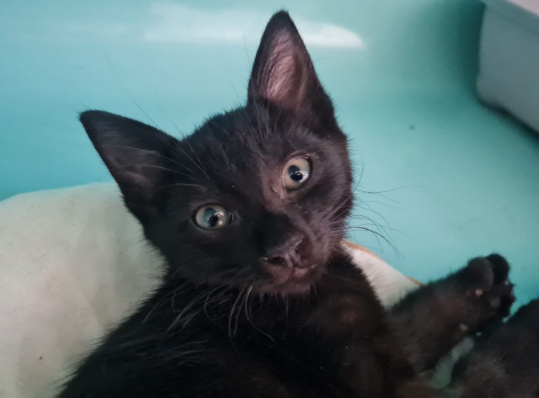 Alaric - Chat Européen à adopter - photo 2