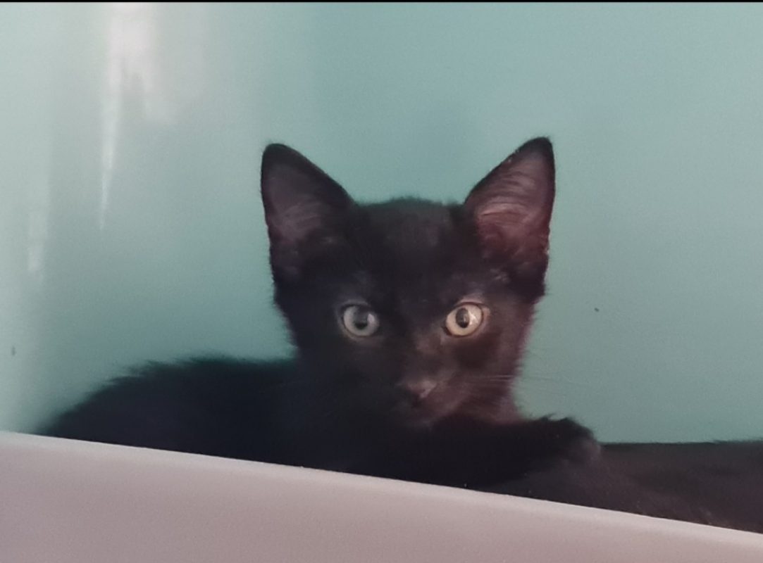 Omari - Chat Européen à adopter