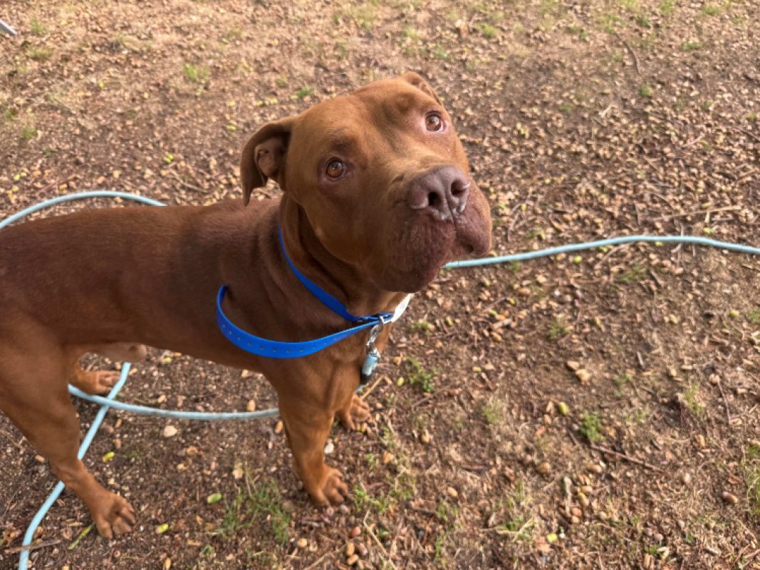 Otto - Chien Dogue de Bordeaux à adopter