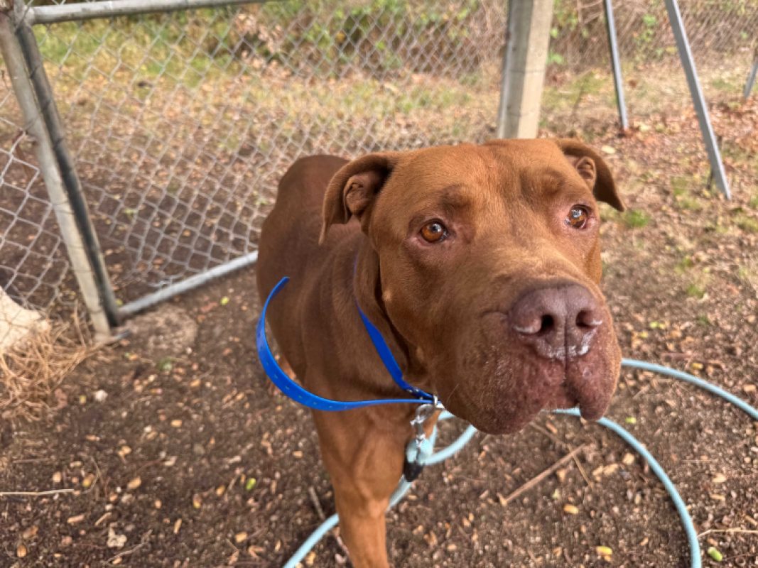 Otto - Chien Dogue de Bordeaux à adopter - photo 2