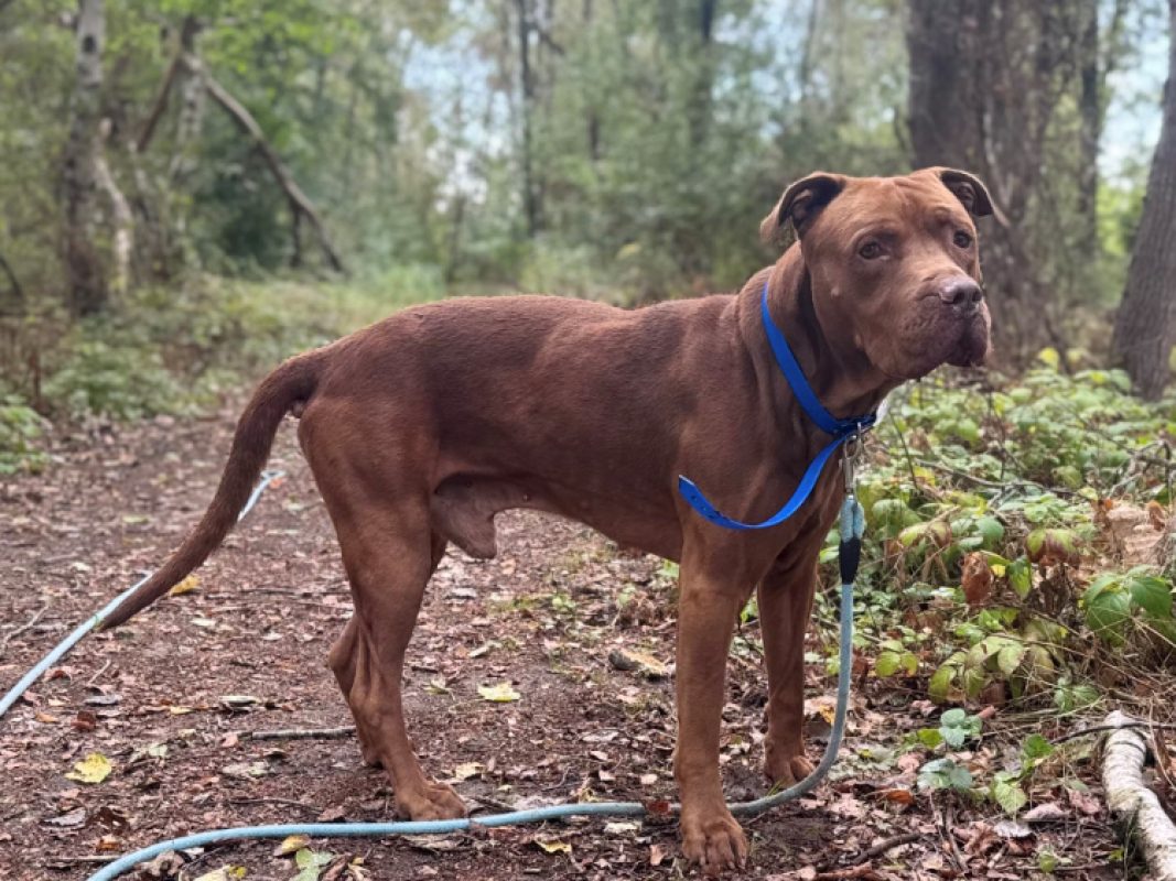 Otto - Chien Dogue de Bordeaux à adopter - photo 3
