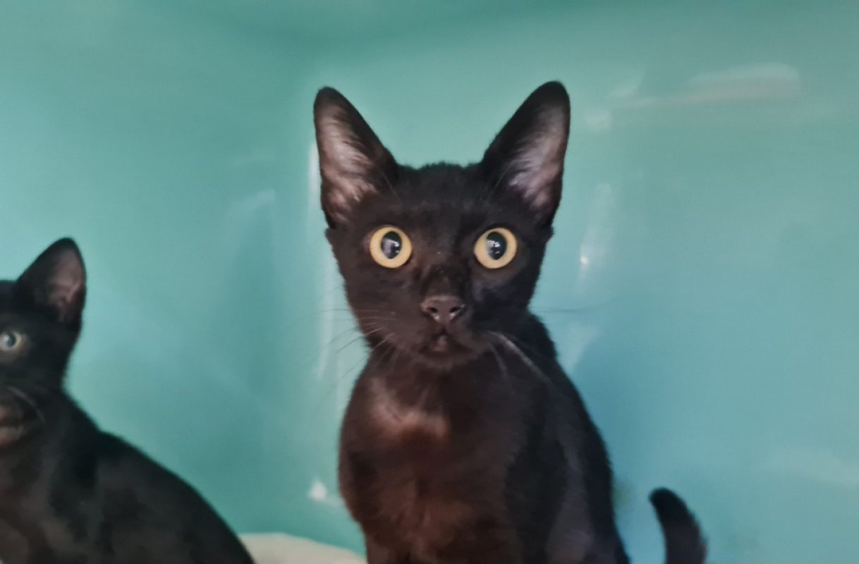 Velma a trouve sa famille - Chat Européen à adopter