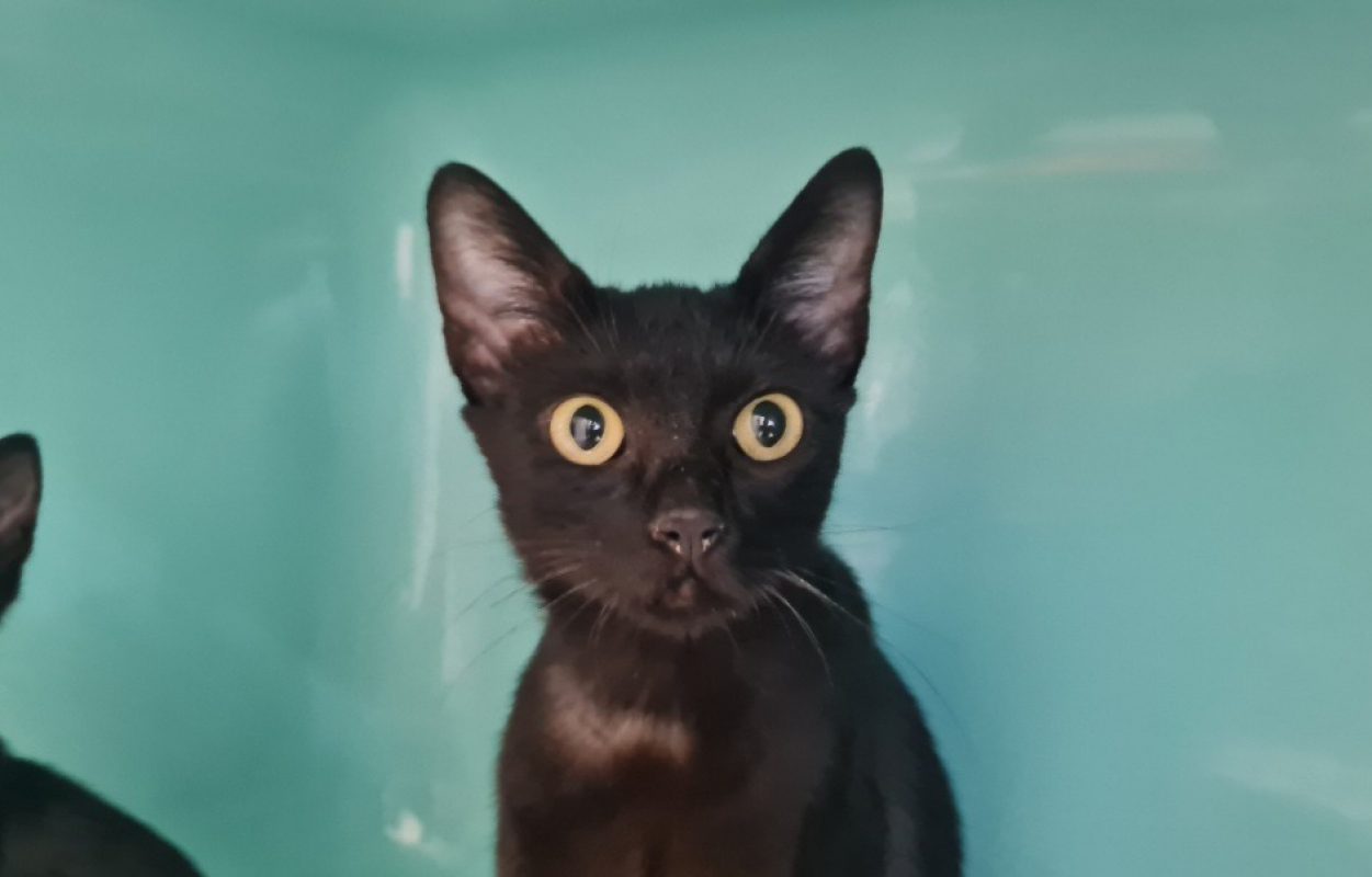 Velma a trouve sa famille - Chat Européen à adopter - photo 2