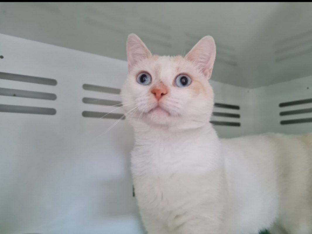 Woody - Chat à adopter