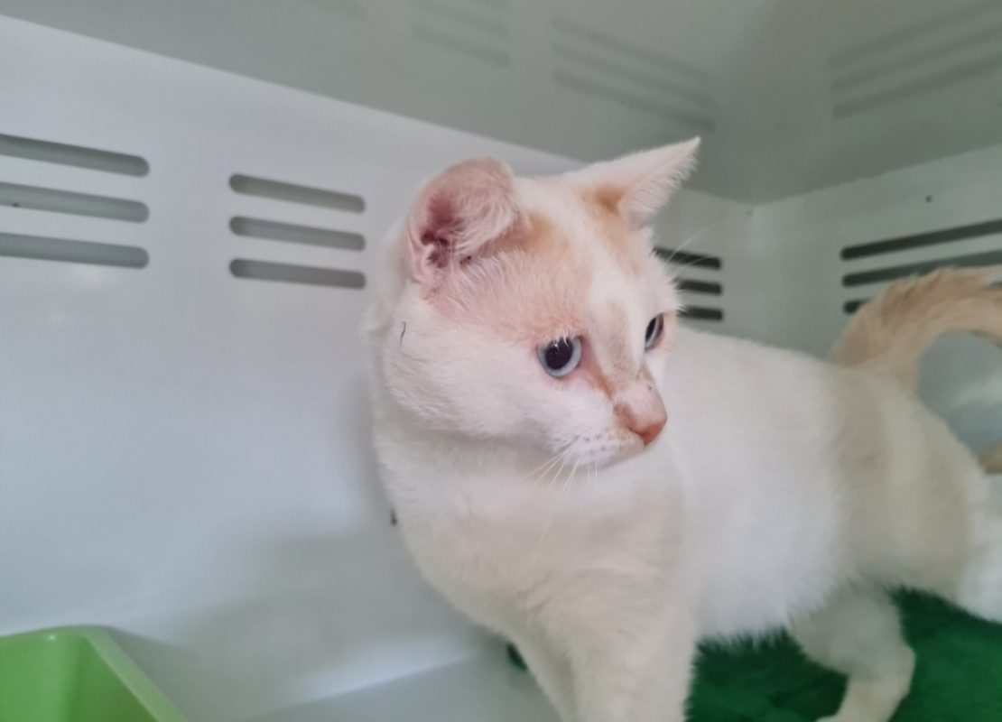 Woody - Chat à adopter - photo 2