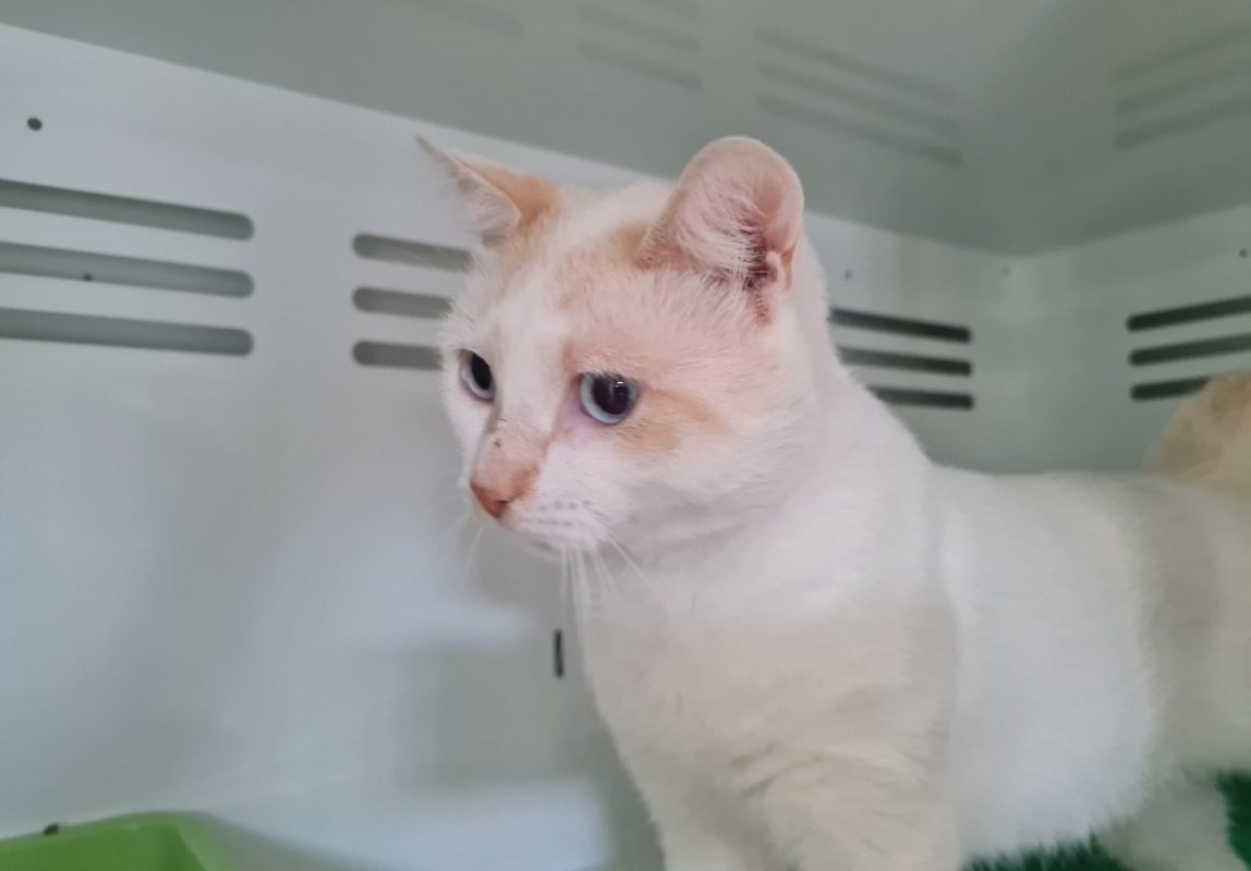 Woody - Chat à adopter - photo 3