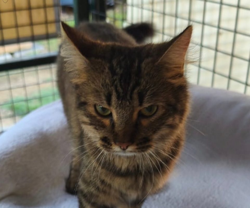 Prune - Chat Européen à adopter