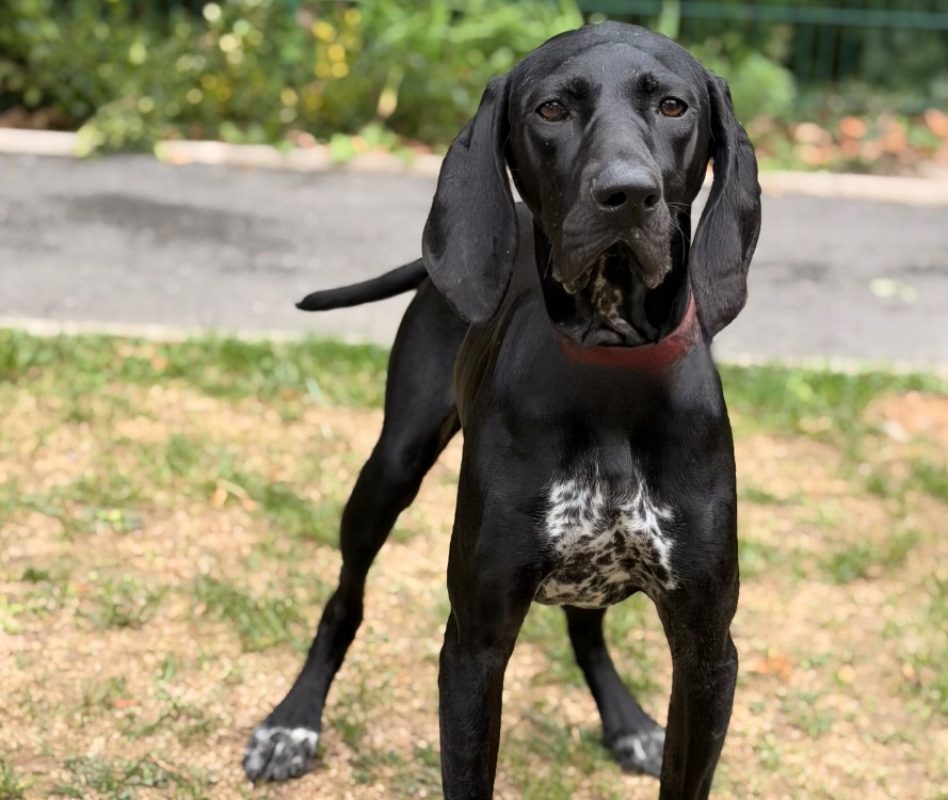 Bella - Chien Braque allemand à poil court à adopter