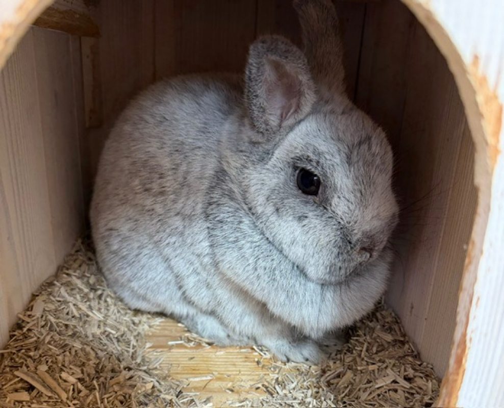 Cliquot - Rongeur Lapin à adopter
