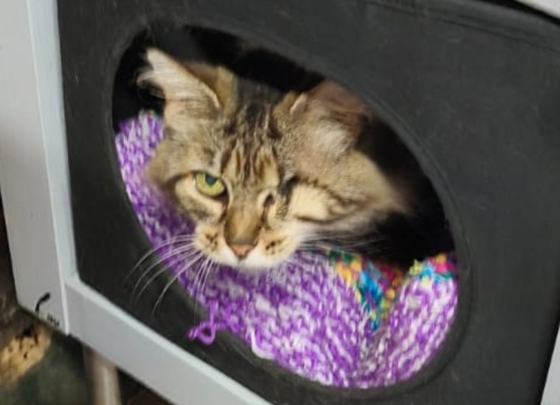 Pétula - Chat Européen à adopter