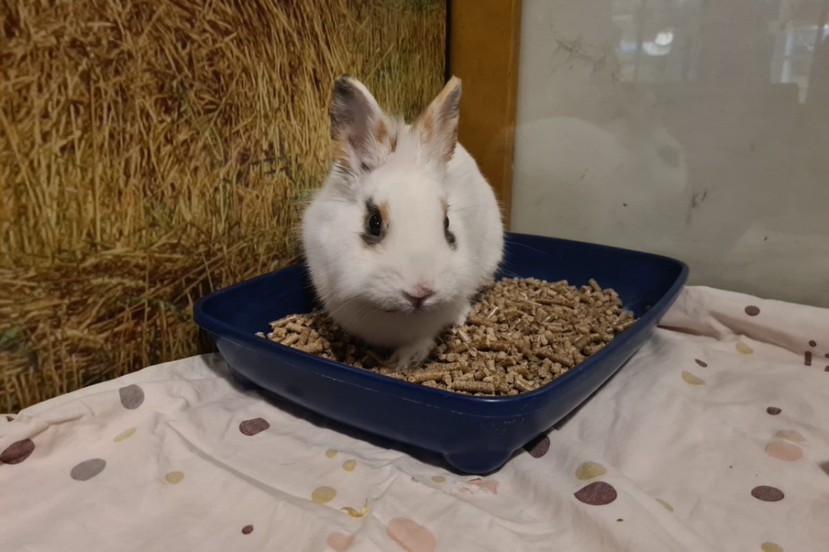 Winter - Rongeur Lapin à adopter