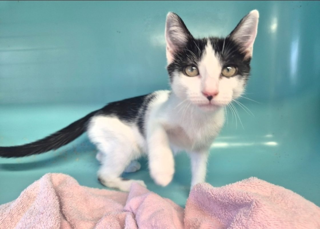 Jessie - Chat Européen à adopter
