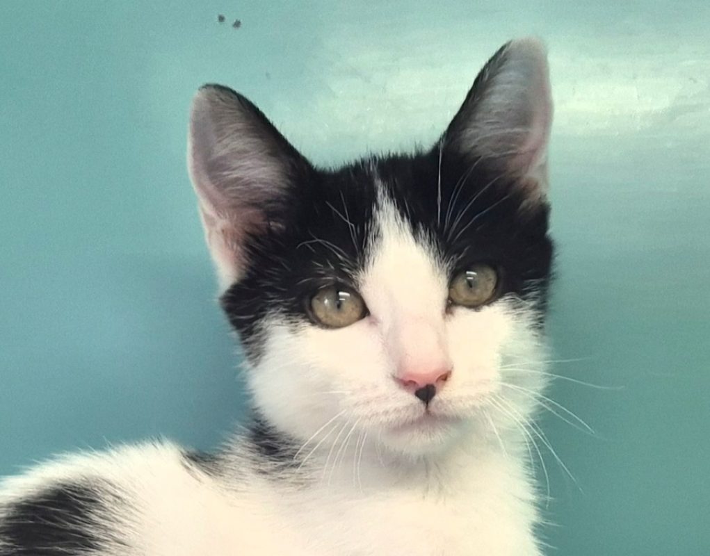 Jessie - Chat Européen à adopter - photo 2